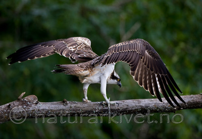 BB 12 0041 / Pandion haliaetus / Fiskeørn